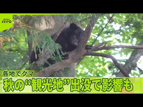 【クマ出没】秋の“観光地”にも影響　各地で相次ぐクマ出没　都内でも「クマがこっちを見て…」