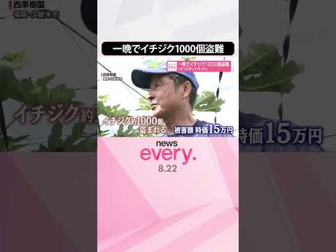 【一晩で1000個】イチジク盗難 「すべて持って行った」 #shorts
