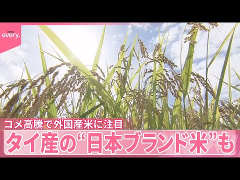 【外国産米に注目】1年通じて田植えや収穫OK…タイ産の“日本ブランド米”その味は？