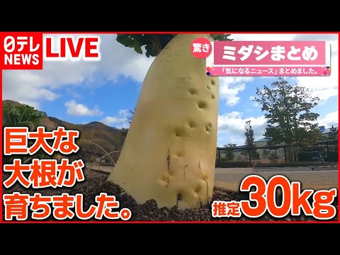 【バズニュース ライブ】 「30キロ」の大根/“縁起がいい”　食堂に「黄金のナマズ」/珍しい深海魚…“リボンイワシ”撮影成功！　など　（日テレNEWS LIVE）