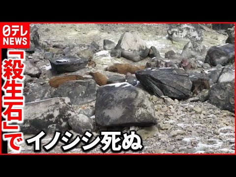 【何が】一度に8頭の死がい…硫化水素を吸い込んだか 栃木・那須町