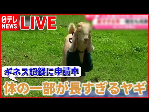 【動物ライブ】冷蔵庫に閉じ込められた「猫」/インコがまさかの“後ろ歩き” /仲良しな飼い主さんと一緒に歌う犬？（日テレNEWS LIVE）