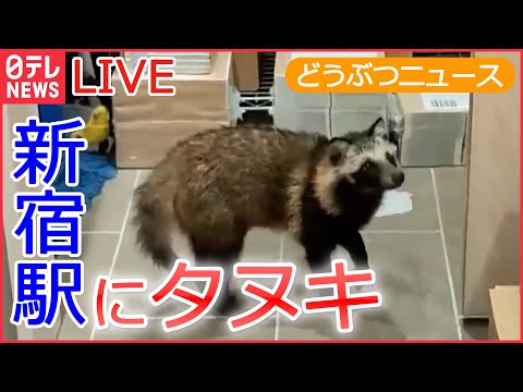 【動物ライブ】ネコが１万円札を取っちゃった / タヌキ 新宿駅の改札入り書店に / カメにも好き嫌い/ レッサーパンダの風太君/ 家族も初めて見た笑撃の猫の寝姿 など （日テレNEWS LIVE）