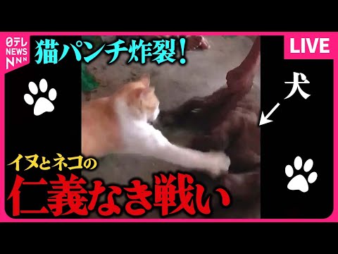 【動物ライブ】お気に入りの場所をとられて..犬と猫の仁義なき戦い / ネコ2匹が「やばい」連発！ まるで会話…　など　どうぶつたちの驚き！ハプニング まとめライブ（日テレNEWS LIVE）