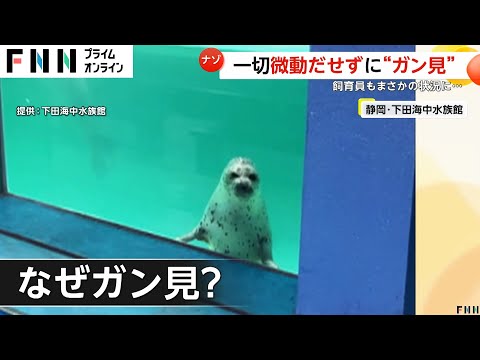 【ナゾ】微動だにせず客を“ガン見”するアザラシが…飼育員も理由不明のミステリー　静岡・下田海中水族館