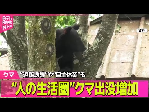 【クマ】温泉旅館でクマ“居座り” 「ドンドン ガサガサ音が...」 県内初の“緊急銃猟”で駆除── 社会ニュースまとめ （日テレNEWS LIVE）