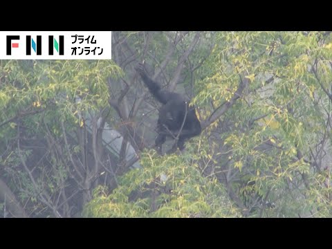 【ライブ】チンパンジー脱走　大阪の中心部　天王寺動物園上空から中継