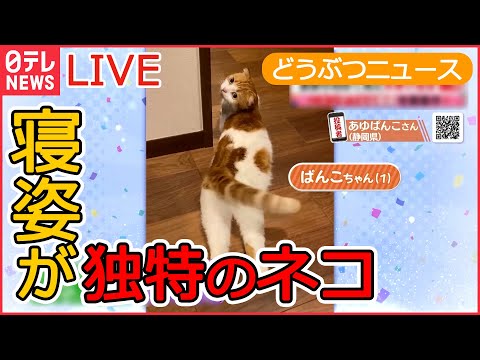 【動物ライブ】 ネコが１万円札を取っちゃった/ タヌキ 新宿駅の改札入り書店に /レッサーパンダの風太君/ 家族も初めて見た笑撃の猫の寝姿 など （日テレNEWS LIVE）