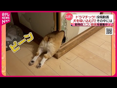 【投稿動画】家の中に大きな穴！その犯人は？『every.特集』