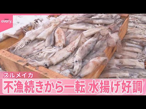 【“スルメイカフィーバー”】不漁続きから一転、水揚げ好調 クロマグロも豊漁…厄介者に？