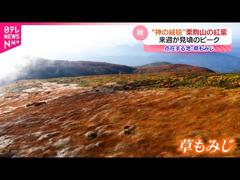 【絶景】&quot;神の絨毯&quot; 栗駒山の紅葉が見頃　宮城　NNNセレクション