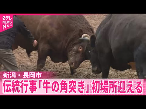 【新潟・長岡市】伝統行事「牛の角突き」初場所迎える