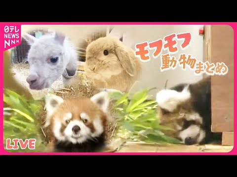 【モフモフ動物まとめ】“モフモフ犬”が大変身…/ハムスターの愛車は？/生後約2か月…レッサーパンダの赤ちゃん　など（日テレNEWS LIVE）