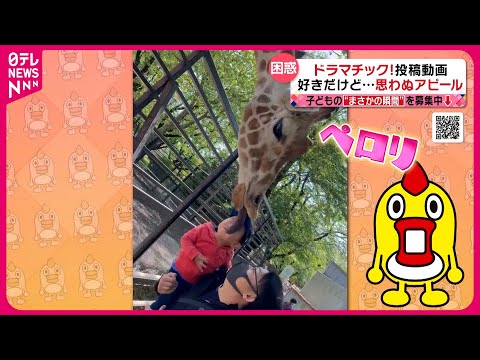 【投稿動画】大好きなキリンが顔を…『every.特集』